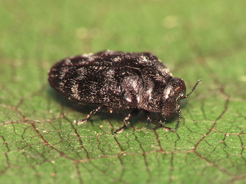 Buprestidae: Trachys minutus minutus